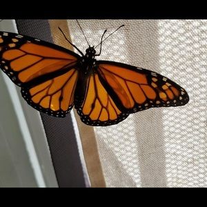 Meet your Posher, Connie